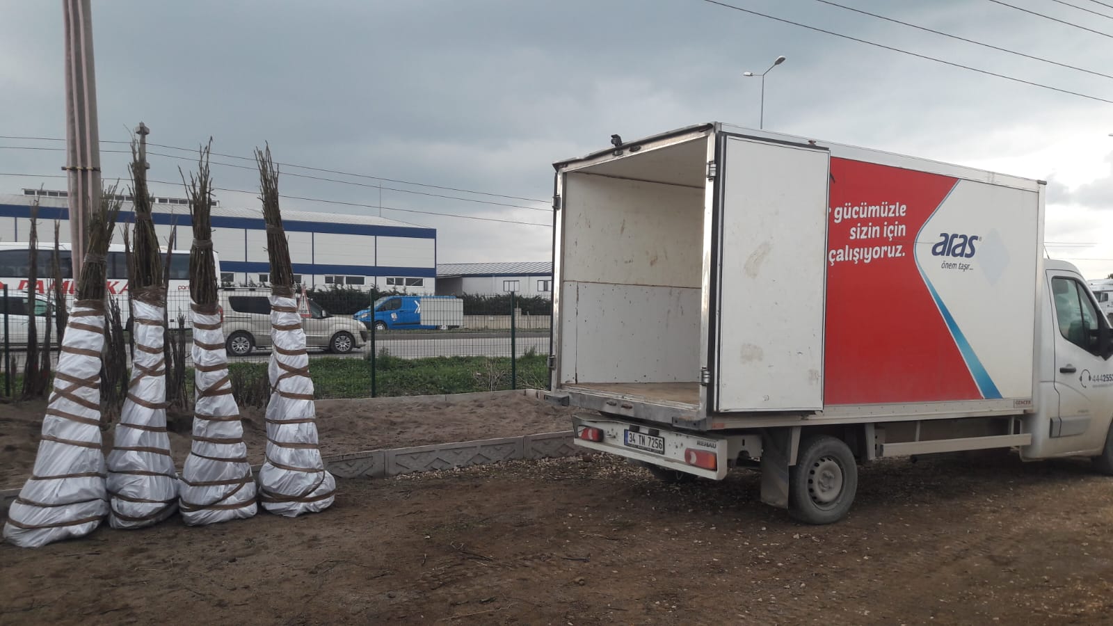 Uzman Ceviz Fidanı
